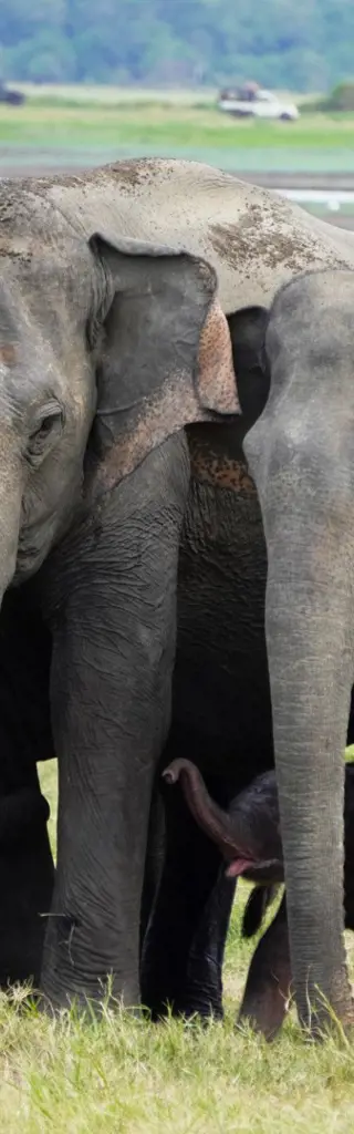 Sri Lanka: Kultur, Natur, Strände und Safari-Abenteuer – Inselerkundung mit dem Tuk-Tuk